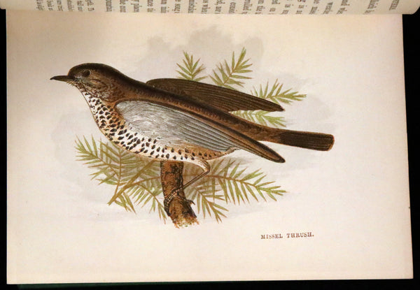 1857 Scarce Ornithology Book ~ Our Native Songsters with 72 colored plates by Anne Pratt.