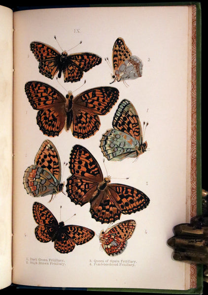 1897 Rare Victorian Book - British Butterflies, Figures and Descriptions of Every Native Species by W. S. Coleman.