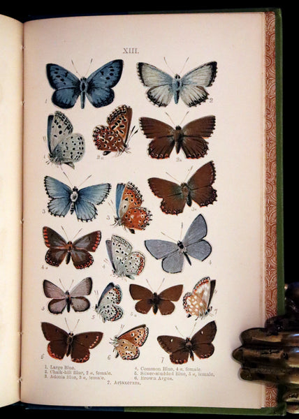 1897 Rare Victorian Book - British Butterflies, Figures and Descriptions of Every Native Species by W. S. Coleman.