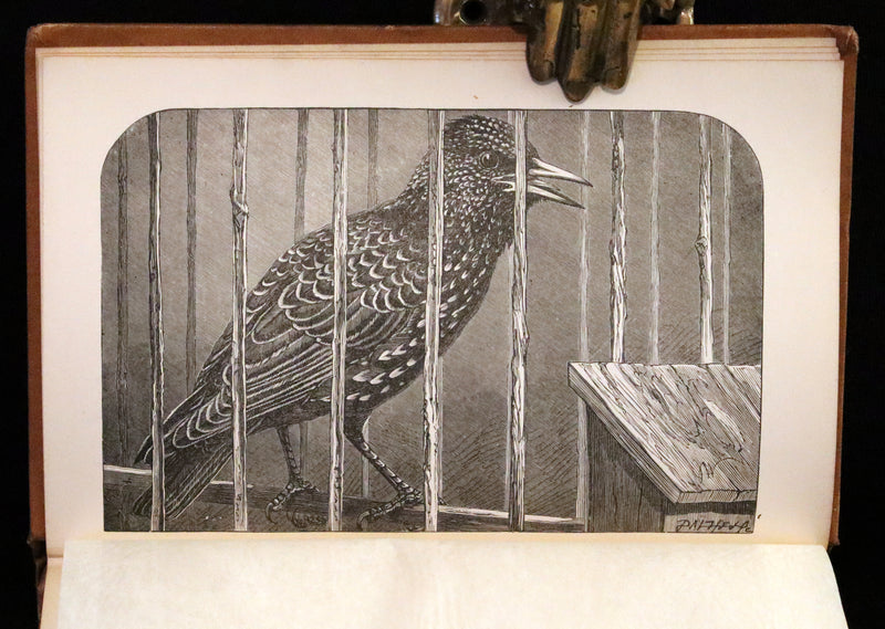 1870 Rare Book - The STARLING - A Scotch Story by Norman MacLeod.