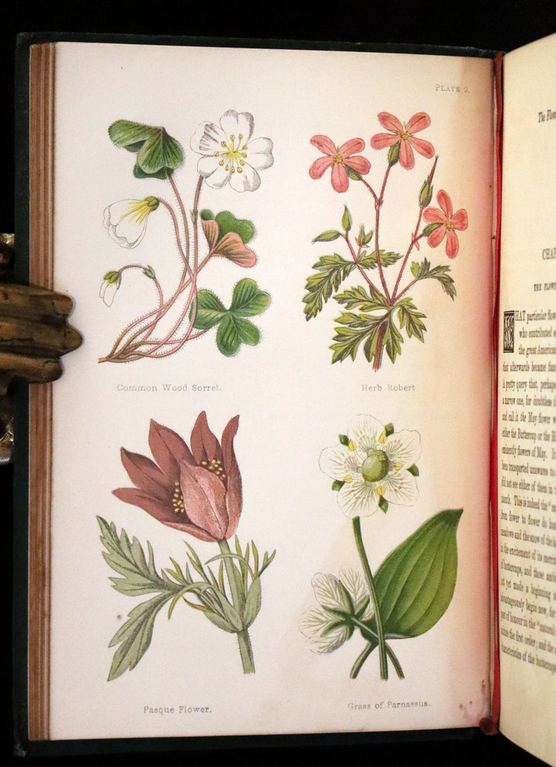 1876 Rare Victorian Book - FIELD FLOWERS, A handy-book for the rambling by the famous botanist James Shirley Hibberd.