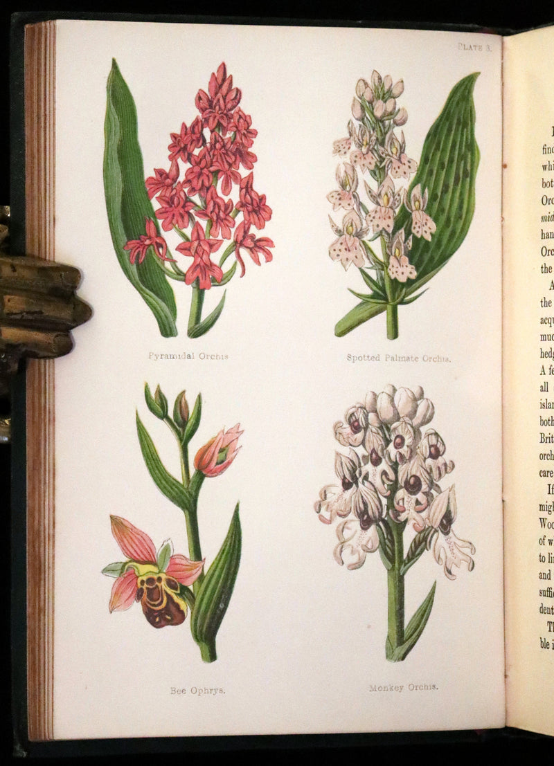 1876 Rare Victorian Book - FIELD FLOWERS, A handy-book for the rambling by the famous botanist James Shirley Hibberd.