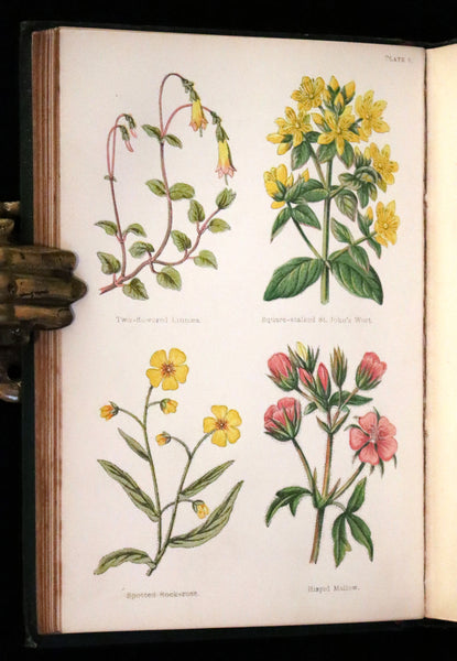 1876 Rare Victorian Book - FIELD FLOWERS, A handy-book for the rambling by the famous botanist James Shirley Hibberd.