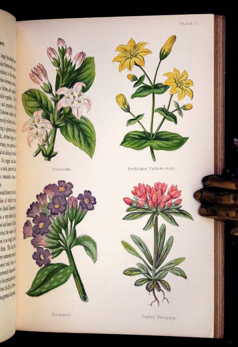 1876 Rare Victorian Book - FIELD FLOWERS, A handy-book for the rambling by the famous botanist James Shirley Hibberd.