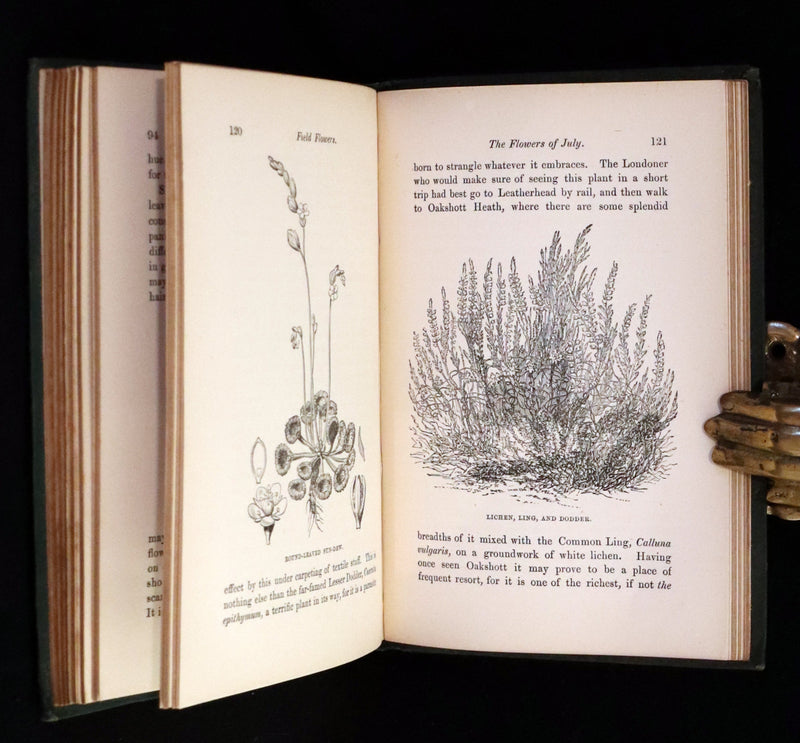1876 Rare Victorian Book - FIELD FLOWERS, A handy-book for the rambling by the famous botanist James Shirley Hibberd.