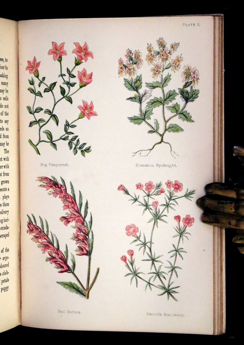 1876 Rare Victorian Book - FIELD FLOWERS, A handy-book for the rambling by the famous botanist James Shirley Hibberd.