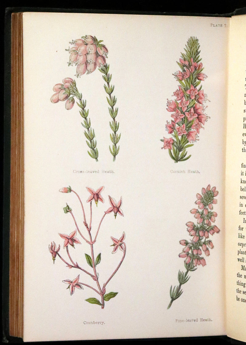 1876 Rare Victorian Book - FIELD FLOWERS, A handy-book for the rambling by the famous botanist James Shirley Hibberd.