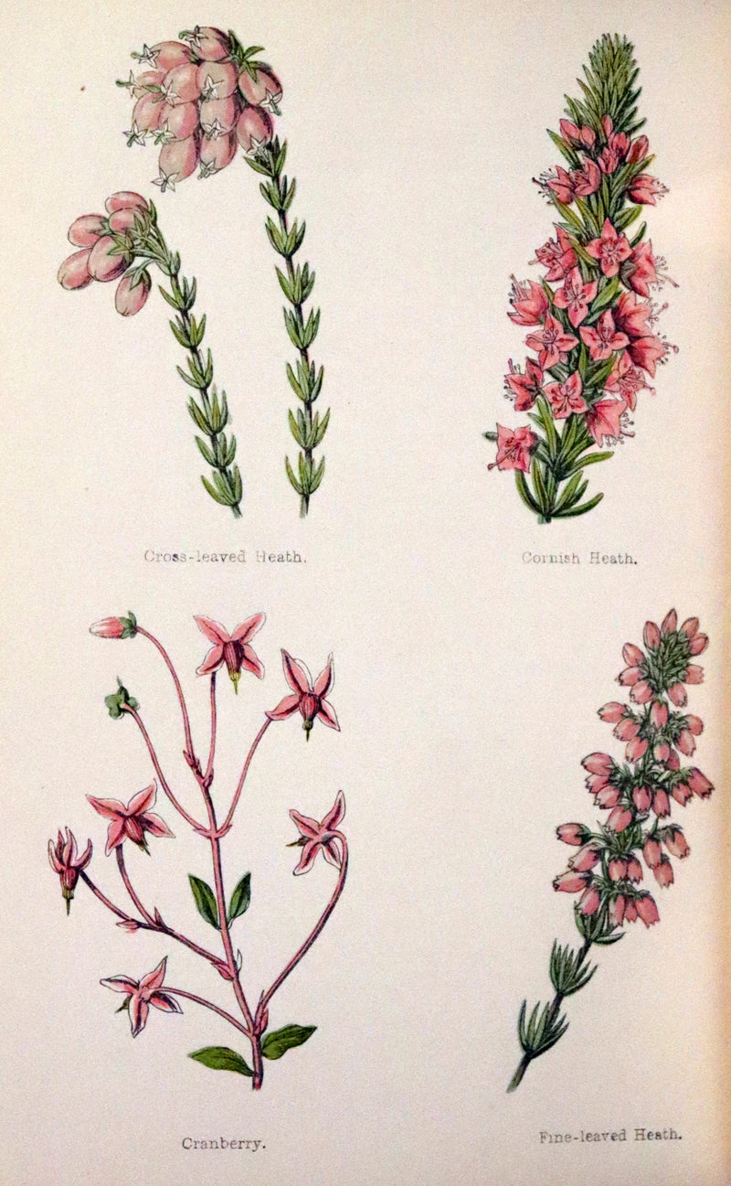 1876 Rare Victorian Book - FIELD FLOWERS, A handy-book for the rambling by the famous botanist James Shirley Hibberd.