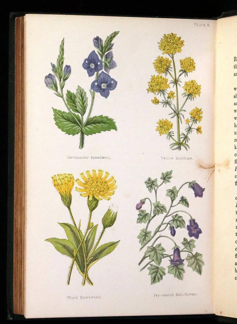 1876 Rare Victorian Book - FIELD FLOWERS, A handy-book for the rambling by the famous botanist James Shirley Hibberd.