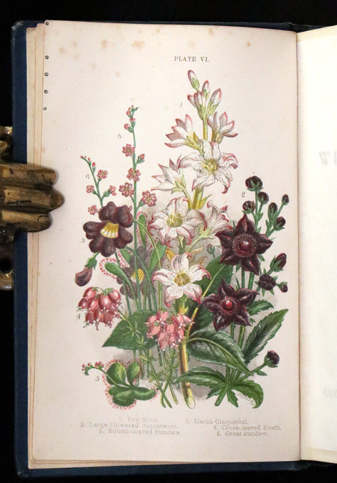 1880 Rare Book ~ Haunts of the Wild Flowers with 8 coloured plates by Anne Pratt.