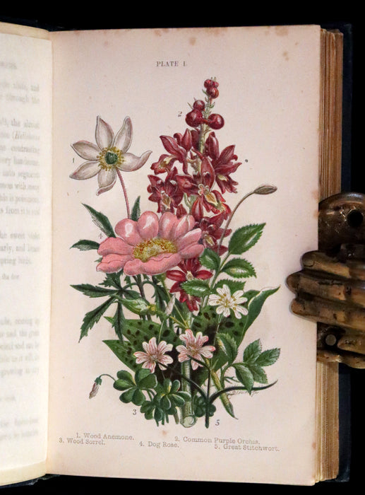 1880 Rare Book ~ Haunts of the Wild Flowers with 8 coloured plates by Anne Pratt.