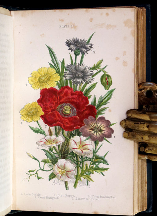 1880 Rare Book ~ Haunts of the Wild Flowers with 8 coloured plates by Anne Pratt.