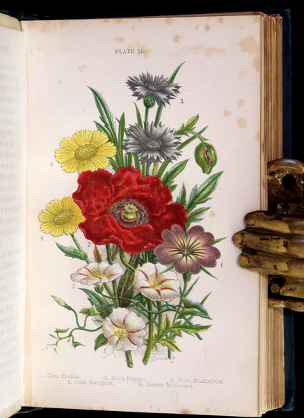 1880 Rare Book ~ Haunts of the Wild Flowers with 8 coloured plates by Anne Pratt.