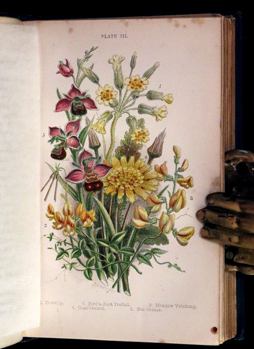 1880 Rare Book ~ Haunts of the Wild Flowers with 8 coloured plates by Anne Pratt.