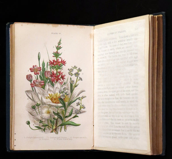 1880 Rare Book ~ Haunts of the Wild Flowers with 8 coloured plates by Anne Pratt.