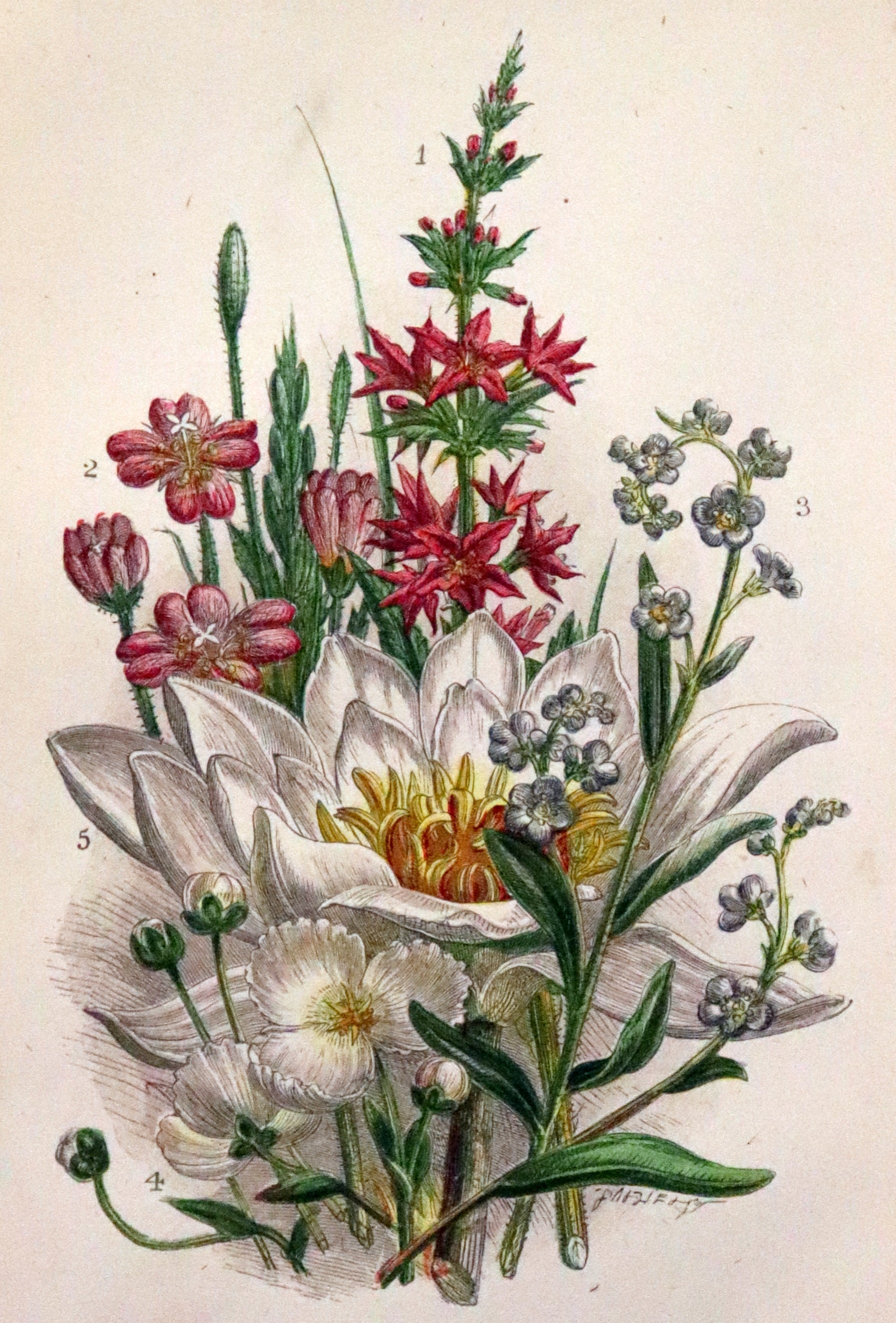 1880 Rare Book ~ Haunts of the Wild Flowers with 8 coloured plates