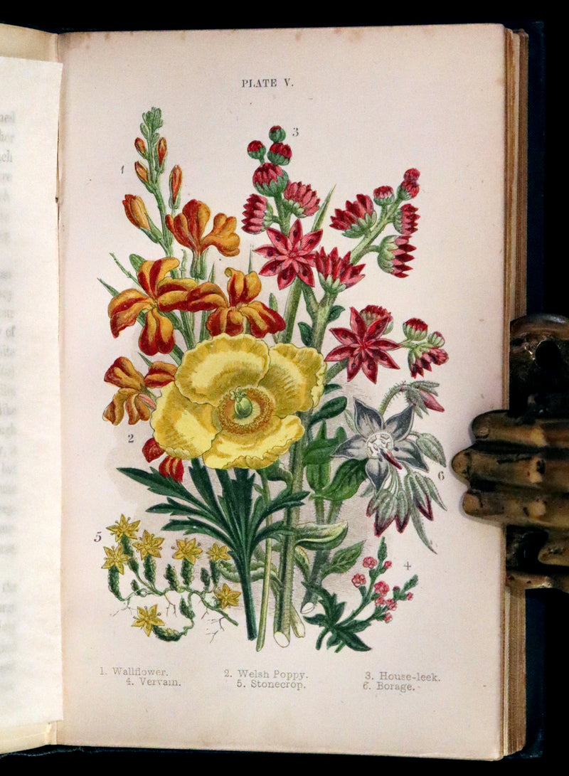 1880 Rare Book ~ Haunts of the Wild Flowers with 8 coloured plates by Anne Pratt.