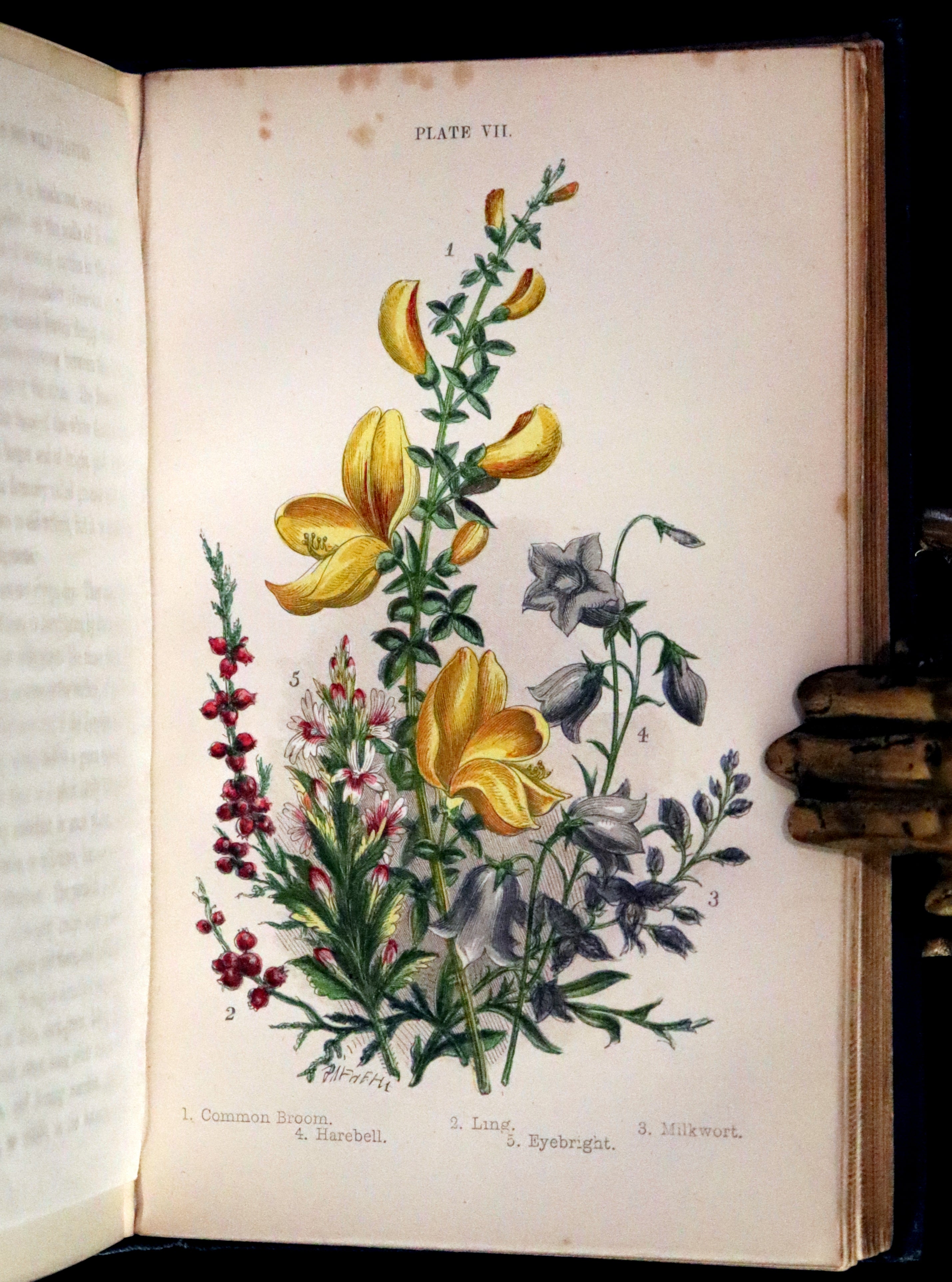 1880 Rare Book ~ Haunts of the Wild Flowers with 8 coloured plates