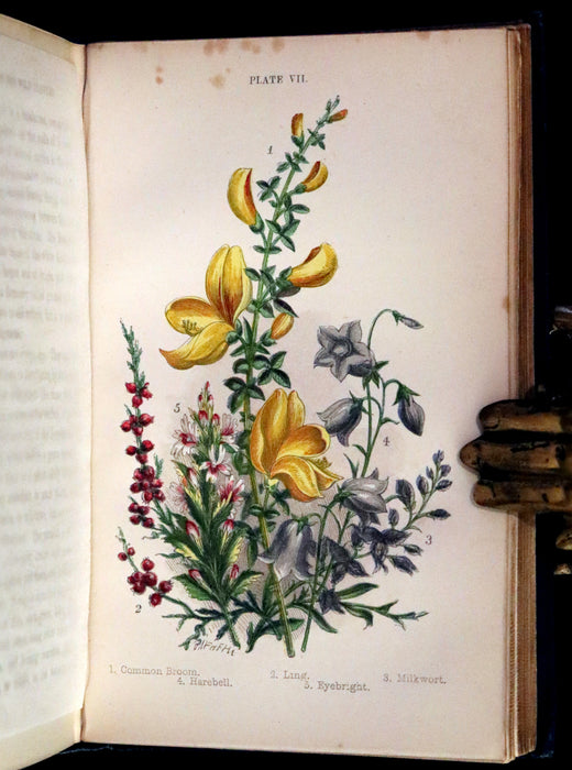 1880 Rare Book ~ Haunts of the Wild Flowers with 8 coloured plates by Anne Pratt.