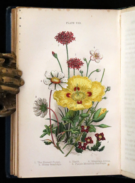 1880 Rare Book ~ Haunts of the Wild Flowers with 8 coloured plates by Anne Pratt.