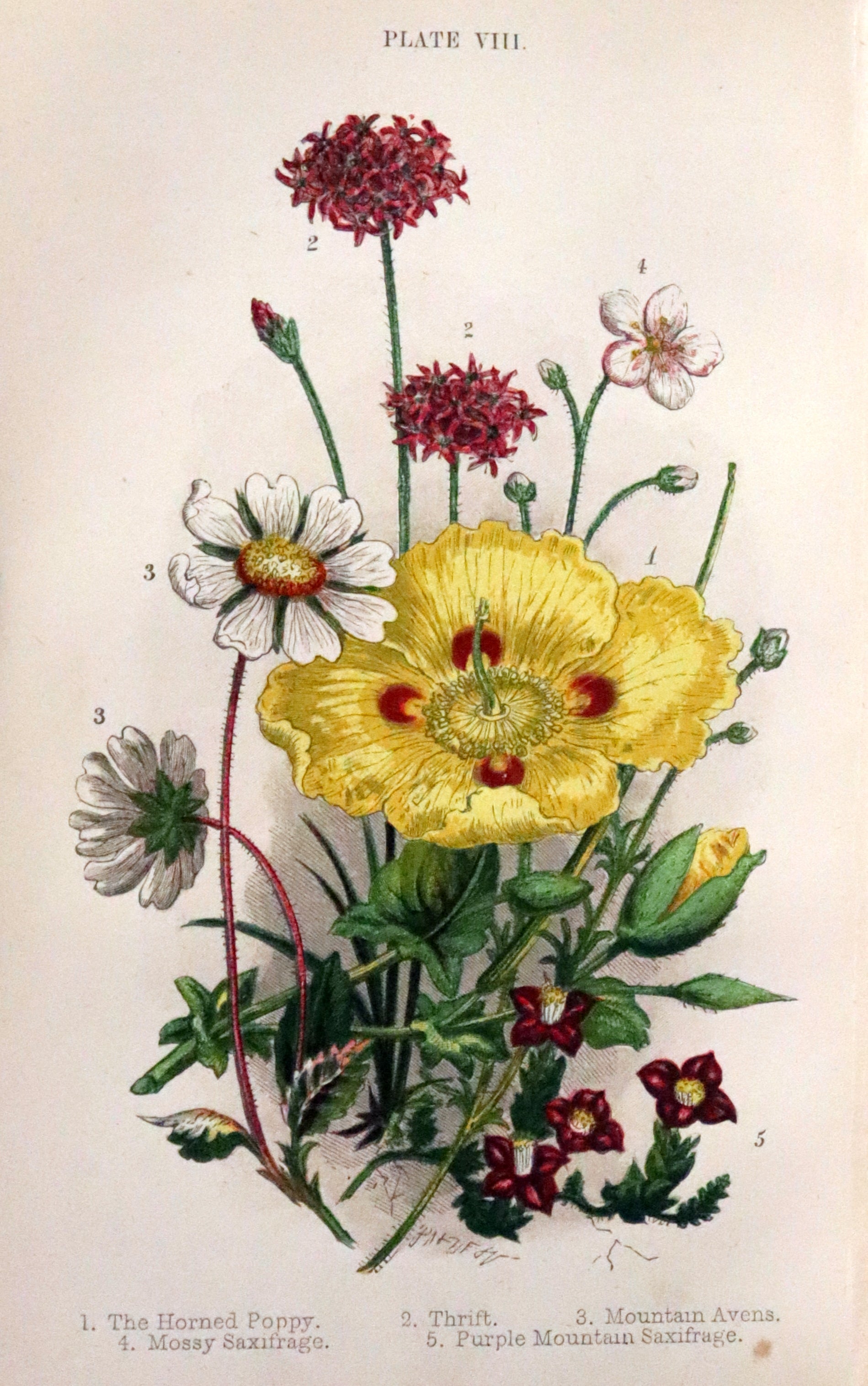 1880 Rare Book ~ Haunts of the Wild Flowers with 8 coloured plates