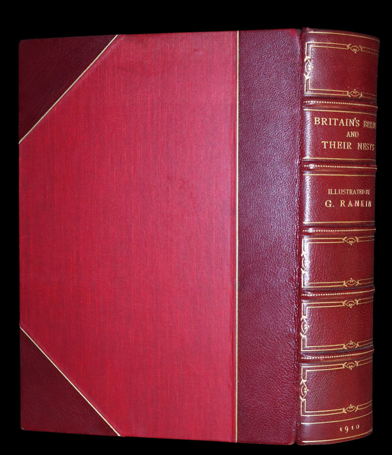 1910 Rare Ornithology First Edition in a Morrell binding ~ Britain's Birds and Their Nests Illustrated by George Rankin.