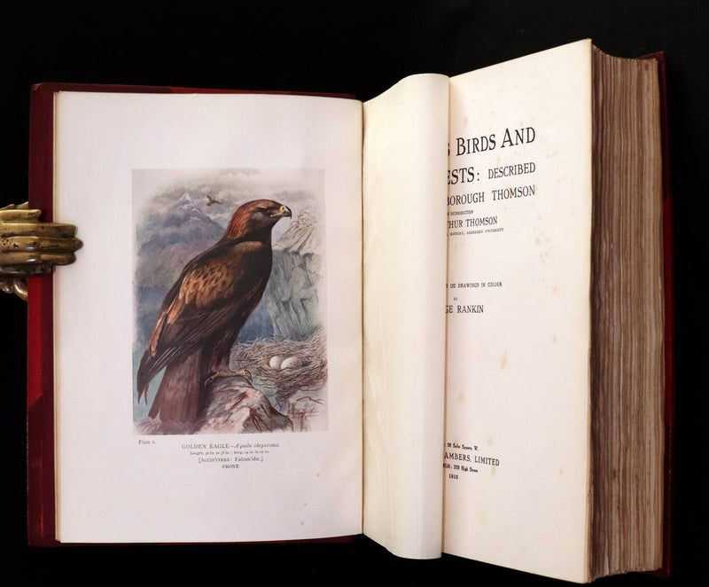 1910 Rare Ornithology First Edition in a Morrell binding ~ Britain's Birds and Their Nests Illustrated by George Rankin.