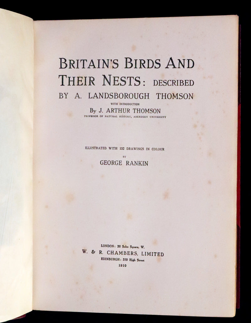 1910 Rare Ornithology First Edition in a Morrell binding ~ Britain's Birds and Their Nests Illustrated by George Rankin.