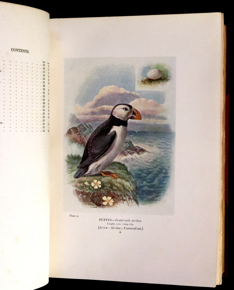 1910 Rare Ornithology First Edition in a Morrell binding ~ Britain's Birds and Their Nests Illustrated by George Rankin.
