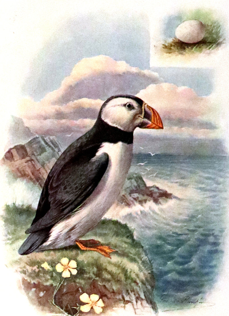 1910 Rare Ornithology First Edition in a Morrell binding ~ Britain's Birds and Their Nests Illustrated by George Rankin.