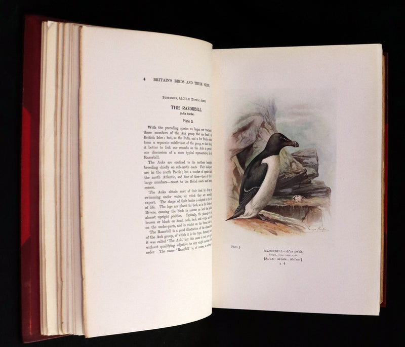 1910 Rare Ornithology First Edition in a Morrell binding ~ Britain's Birds and Their Nests Illustrated by George Rankin.