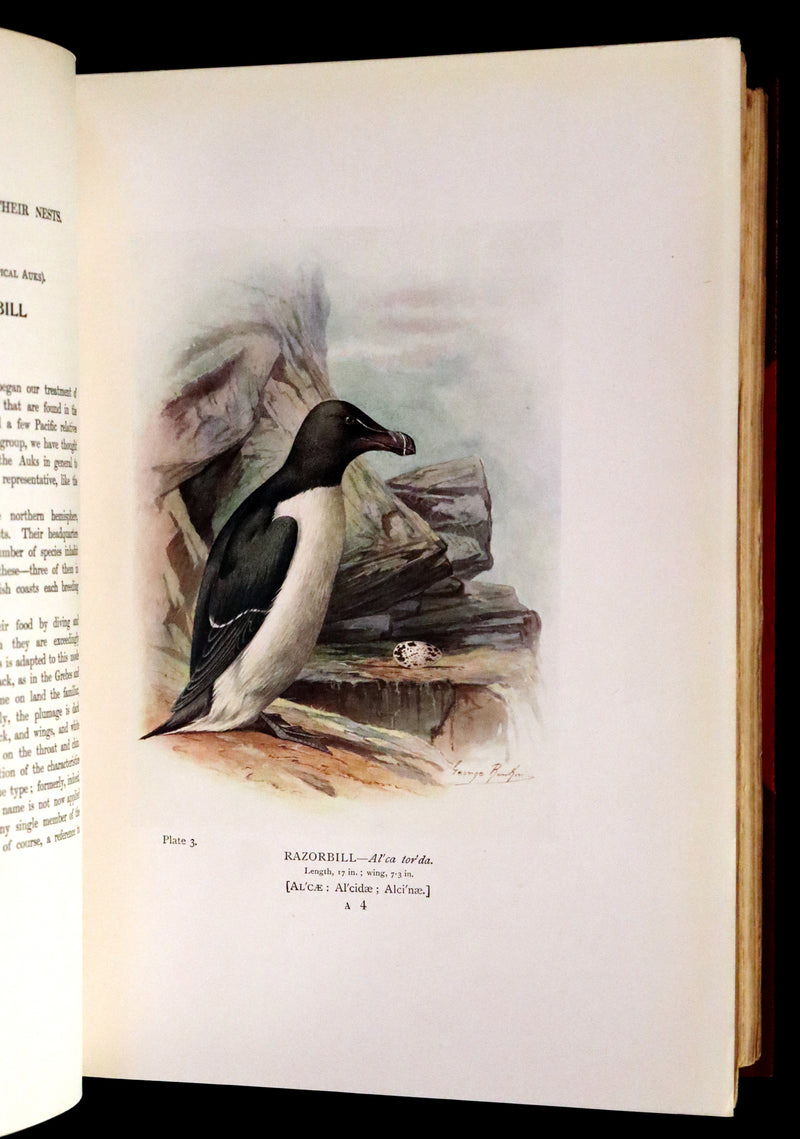 1910 Rare Ornithology First Edition in a Morrell binding ~ Britain's Birds and Their Nests Illustrated by George Rankin.