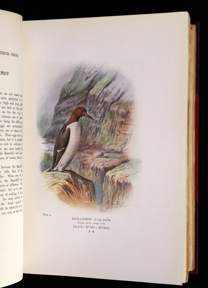 1910 Rare Ornithology First Edition in a Morrell binding ~ Britain's Birds and Their Nests Illustrated by George Rankin.