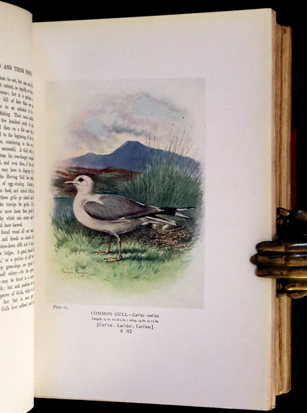 1910 Rare Ornithology First Edition in a Morrell binding ~ Britain's Birds and Their Nests Illustrated by George Rankin.