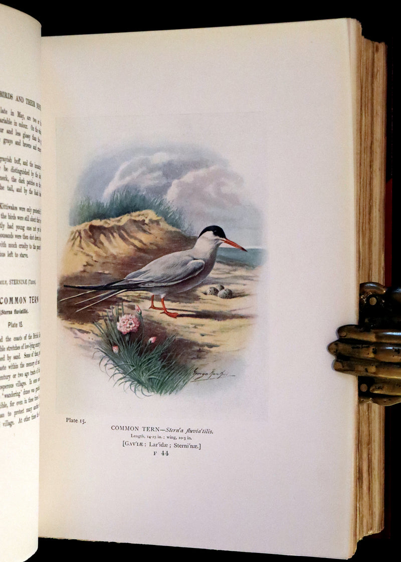 1910 Rare Ornithology First Edition in a Morrell binding ~ Britain's Birds and Their Nests Illustrated by George Rankin.