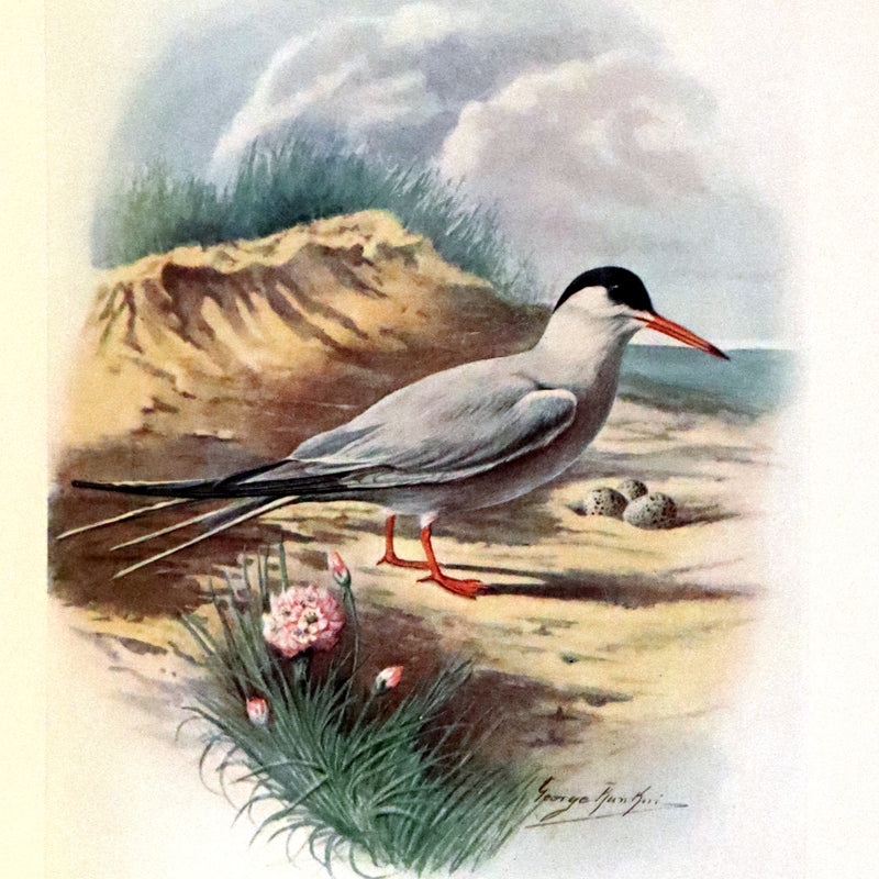 1910 Rare Ornithology First Edition in a Morrell binding ~ Britain's Birds and Their Nests Illustrated by George Rankin.