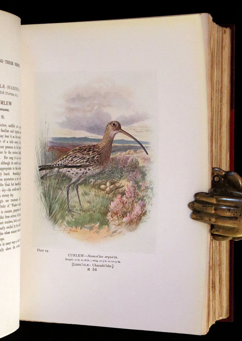 1910 Rare Ornithology First Edition in a Morrell binding ~ Britain's Birds and Their Nests Illustrated by George Rankin.