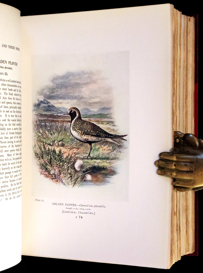 1910 Rare Ornithology First Edition in a Morrell binding ~ Britain's Birds and Their Nests Illustrated by George Rankin.
