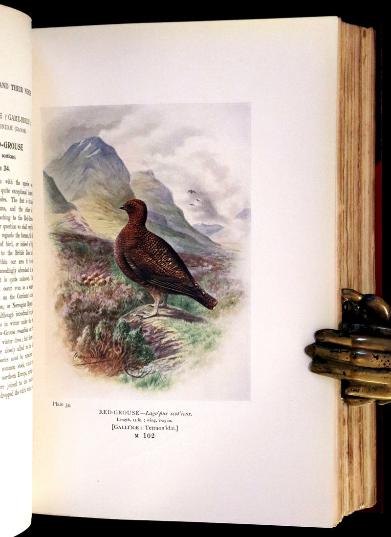 1910 Rare Ornithology First Edition in a Morrell binding ~ Britain's Birds and Their Nests Illustrated by George Rankin.