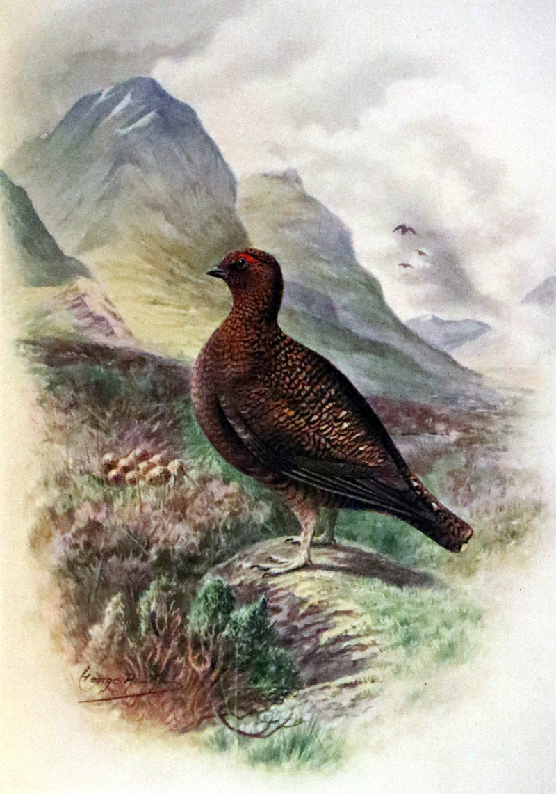 1910 Rare Ornithology First Edition in a Morrell binding ~ Britain's Birds and Their Nests Illustrated by George Rankin.