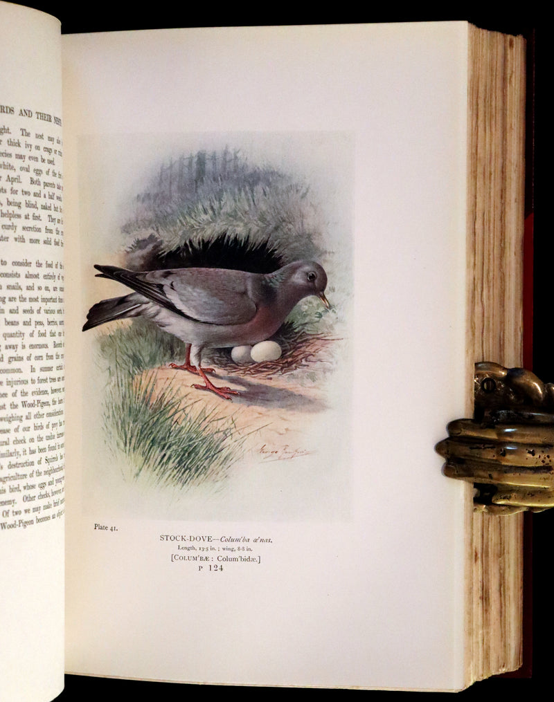 1910 Rare Ornithology First Edition in a Morrell binding ~ Britain's Birds and Their Nests Illustrated by George Rankin.