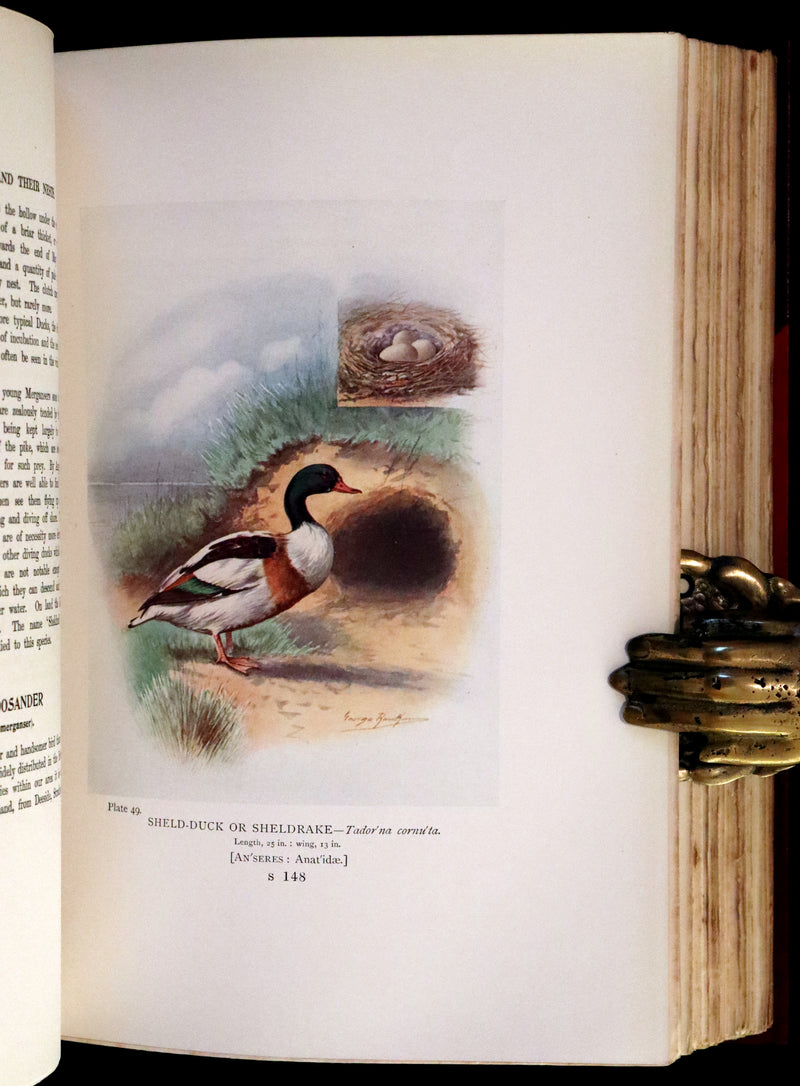1910 Rare Ornithology First Edition in a Morrell binding ~ Britain's Birds and Their Nests Illustrated by George Rankin.