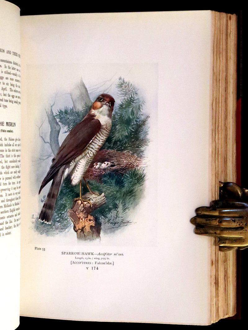 1910 Rare Ornithology First Edition in a Morrell binding ~ Britain's Birds and Their Nests Illustrated by George Rankin.