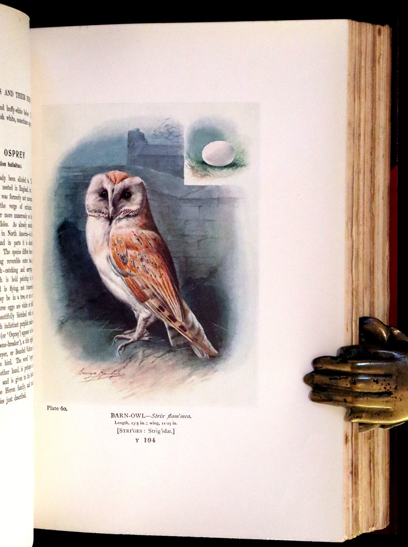 1910 Rare Ornithology First Edition in a Morrell binding ~ Britain's Birds and Their Nests Illustrated by George Rankin.