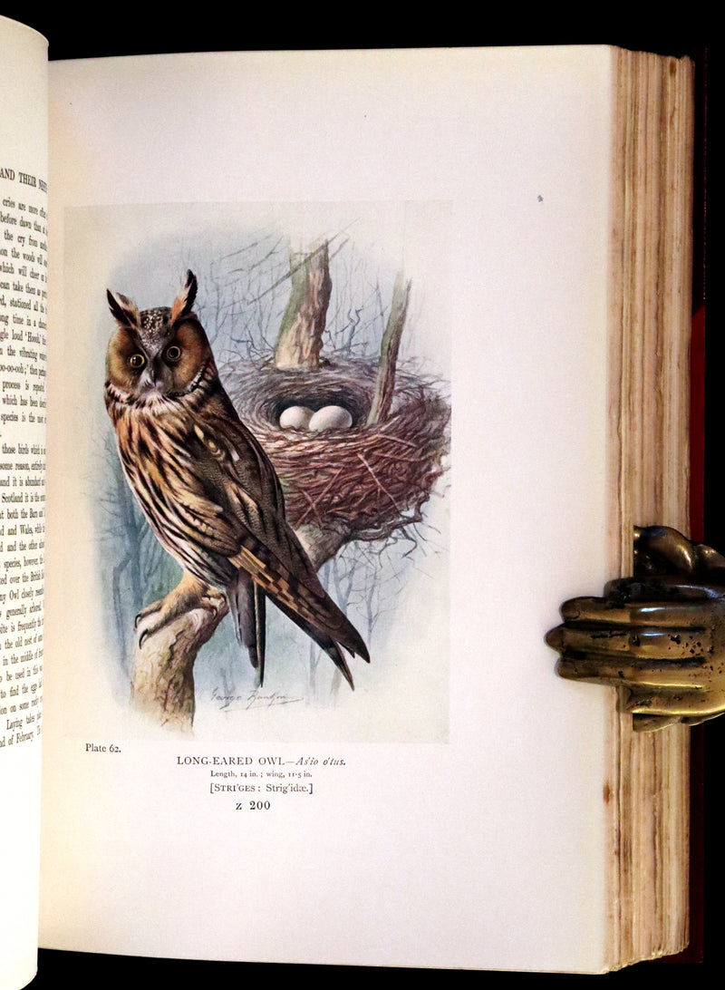 1910 Rare Ornithology First Edition in a Morrell binding ~ Britain's Birds and Their Nests Illustrated by George Rankin.