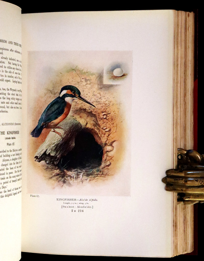 1910 Rare Ornithology First Edition in a Morrell binding ~ Britain's Birds and Their Nests Illustrated by George Rankin.