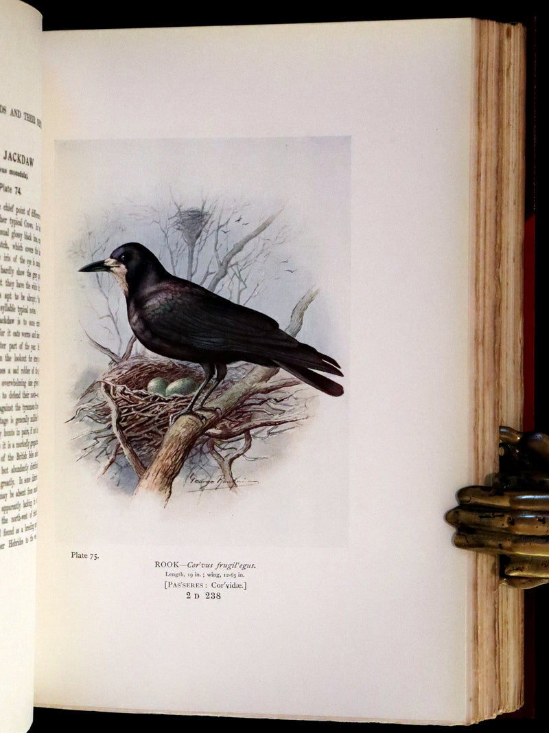1910 Rare Ornithology First Edition in a Morrell binding ~ Britain's Birds and Their Nests Illustrated by George Rankin.