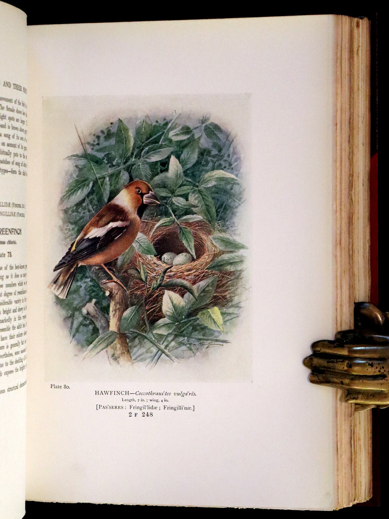 1910 Rare Ornithology First Edition in a Morrell binding ~ Britain's Birds and Their Nests Illustrated by George Rankin.