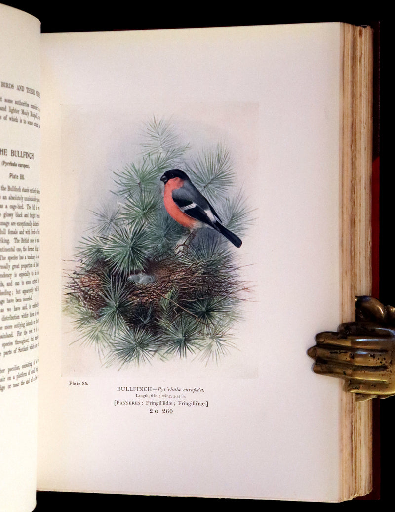 1910 Rare Ornithology First Edition in a Morrell binding ~ Britain's Birds and Their Nests Illustrated by George Rankin.