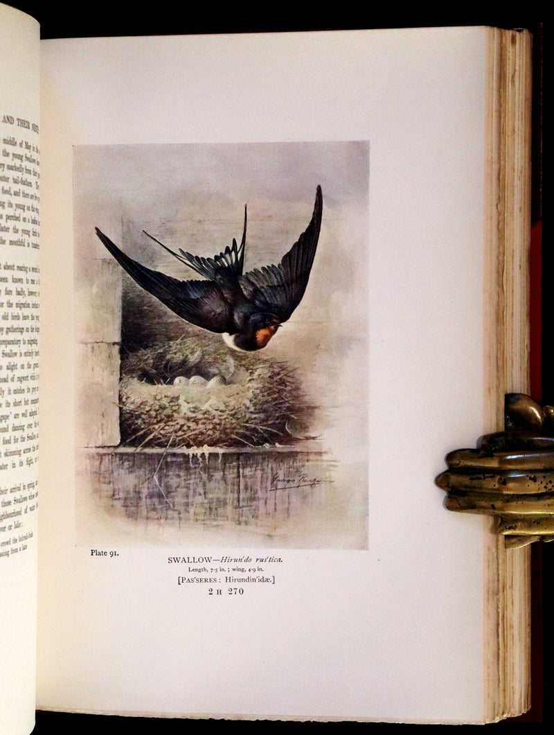 1910 Rare Ornithology First Edition in a Morrell binding ~ Britain's Birds and Their Nests Illustrated by George Rankin.